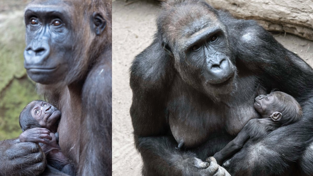 En gorilla som fram tills nu trotts vara en hane har fött en unge på ett zoo i Ohio.